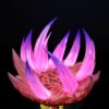 ドラゴンボール - 身勝手の極意ベジータ & 魔人ベジータ 1/6 スタチュー PowerClub Studio 10 ドラゴンボール - 身勝手の極意ベジータ & 魔人ベジータ 1/6 スタチュー PowerClub Studio